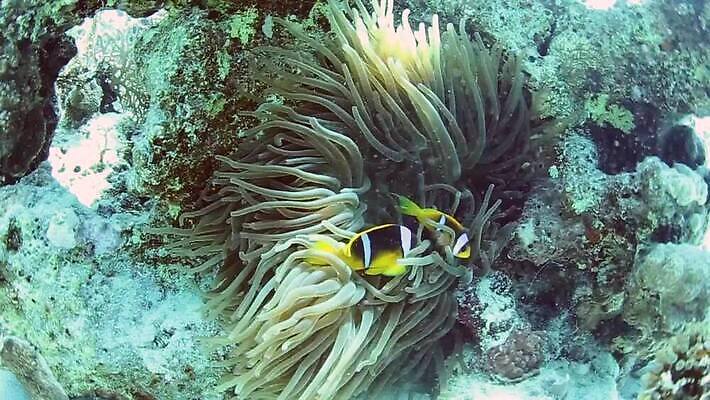 식물 야생동물 바다 2 오렌지 자연 이집트 어류 사람없음 물 파란색 모래사장 노란색 환경 수중 수영 줄무늬 흰색 쌍 산호 산호초 지느러미 홍해 석호 동물상 소금물 아네모네 MP4 해외동영상 클립영상 자연요소 동물 꽃 컬러 무늬 과일 아프리카 조형물 수중동물 수상스포츠 수중식물 자포동물 생태계 동영상 파일형식