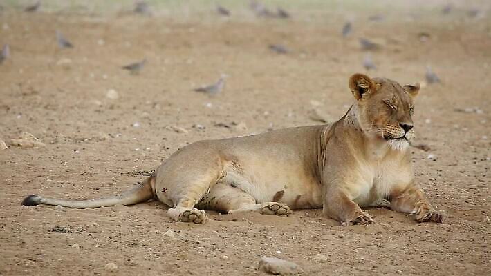 동물 응시 야생동물 포유류 모션 아프리카 자연 휴식 사람없음 야외 환경 고양이 사막 황무지 보호 사자 사파리 클립 육식동물 사자자리 서식지 동영상 표범 남쪽 내추럴 거짓말 남아프리카 동물상 생태학 암사자 칼라하리 HD MOV 해외동영상 클립영상 시선 교육 나라 컨셉 반려동물 조형물 별자리 암컷 방향 생태계 파일형식