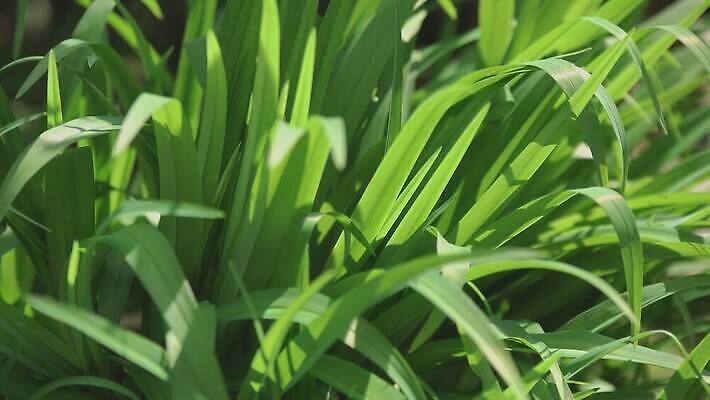나무 식물 계절 컬러 백그라운드 잎 자연 탁자 하늘 아침 아이디어 사람없음 목재 빛 태양 갈색 우주 새벽 전시 직물 블라인드 황금 숲 11월 유기농 캔버스 10월 내추럴 노출 양모 그런지 무료 무한 옛날 비어있는 4K MOV 해외동영상 클립영상 주간 자연요소 웰빙 가구 컨셉 재료 커튼 날짜 생태계 동영상 파일형식
