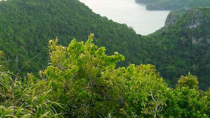 공원 아시아 바다 섬 여행 백그라운드 태국 휴가 열대 산 안테나 파노라마 풍경 사람없음 물 여름 파란색 여행객 맑음 전원 만 숲 열대우림 언덕 암초 석호 내추럴 가죽끈 이국적 전국 파라다이스 4K MP4 해외동영상 클립영상 자연요소 계절 공공시설 나라 컬러 통신 날씨 촬영기법 사람 끈 전기에너지 가죽 동영상 파일형식