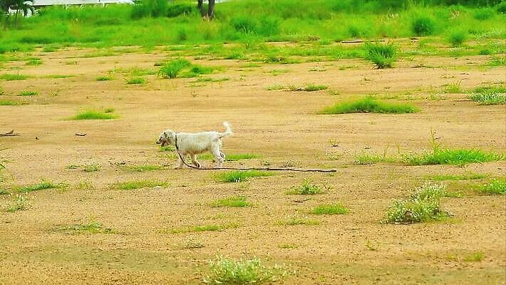 동물 응시 공원 도로 얼굴 백그라운드 밭 포유류 자연 거리 피곤 사람없음 야외 반려동물 갈색 슬픔 흰색 가운 개 강아지 고독 보호 소프트포커스 가난 땅 버리기 배고픔 주인 송곳니 노숙자 기르기 옛날 혼자 MOV 해외동영상 클립영상 시선 옷 공공시설 감정 길 컬러 컨셉 농업 교통시설 모션 촬영기법 신체부위 치아 생태계 동영상 돌봄 파일형식
