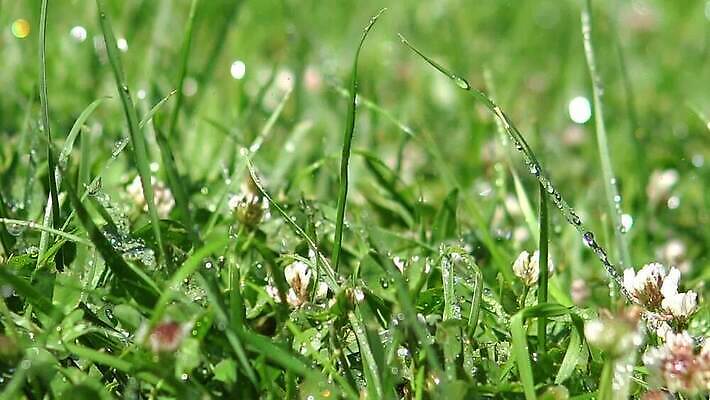 식물 계절 컬러 백그라운드 잎 밭 자연 아침 날씨 추상 잔디 초원 사람없음 야외 초록색 물 여름 빛 햇빛 일출 환경 정원 봄 젖음 성장 물방울 신선 떨어짐 이슬 빗방울 순수 질감 보케 내추럴 블러 MP4 해외동영상 클립영상 주간 자연요소 컨셉 무늬 농업 태양 노을 비_날씨 생태계 동영상 파일형식