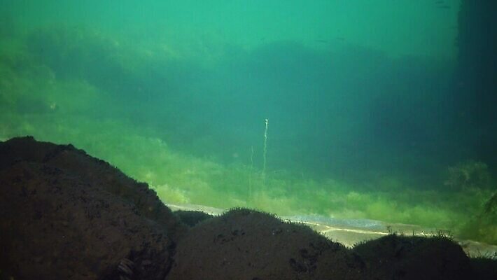 식물 동물 야생동물 바다 자연 풍경 사람없음 초록색 물 태양 반사 바닷속 수중 해조류 생태계 생물학 노려봄 광합성 생태학 소금물 해병대 4K 수중영상 MP4 해외동영상 클립영상 자연요소 교육 컬러 군대 표정 해양식물 동영상 파일형식