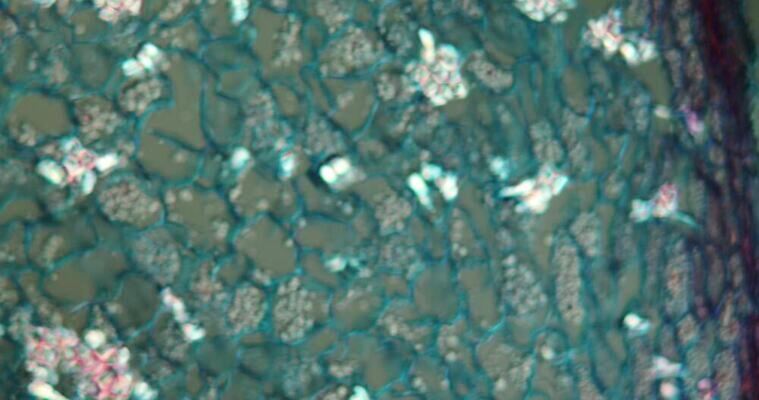 식물 꽃 과학 이동 패턴 세포 사람없음 빨간색 초록색 파란색 시험 성장 조직 횡단보도 확대 뿌리 떠남 지원 4K 현미경관찰 MOV 해외동영상 클립영상 교육 컬러 컨셉 무늬 모션 관찰 보행로 동영상 파일형식