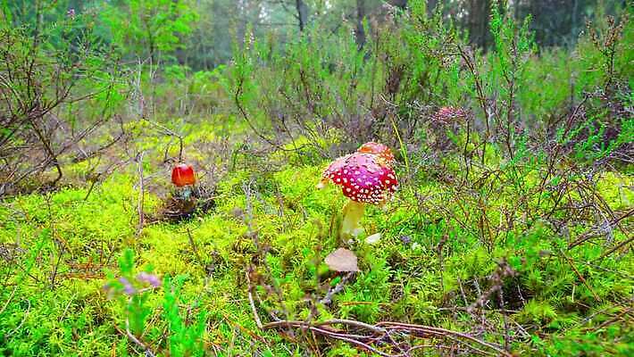 식물 계절 음식 컬러 잎 자연 사람없음 야외 목재 빨간색 초록색 컬러풀 약 버섯 가을 흰색 시간 점 숲 위험 내추럴 난쟁이 곰팡이 독버섯 땅바닥 캡모자 4K 타임랩스 MP4 해외동영상 클립영상 나무 모자_잡화 컨셉 재료 의학 바닥 촬영기법 생태계 동영상 파일형식