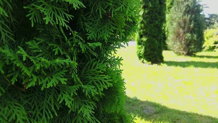 나무 식물 계절 공원 컬러 백그라운드 잎 패턴 농업 모션 자연 파노라마 사람없음 야외 장식 초록색 뷰티 카메라 정원 봄 나뭇가지 닫기 관목 심볼 만족 질감 침엽수 내추럴 삼나무 향나무 4K MOV 해외동영상 클립영상 공공시설 감정 산업 무늬 촬영기법 전자제품 생태계 동영상 파일형식