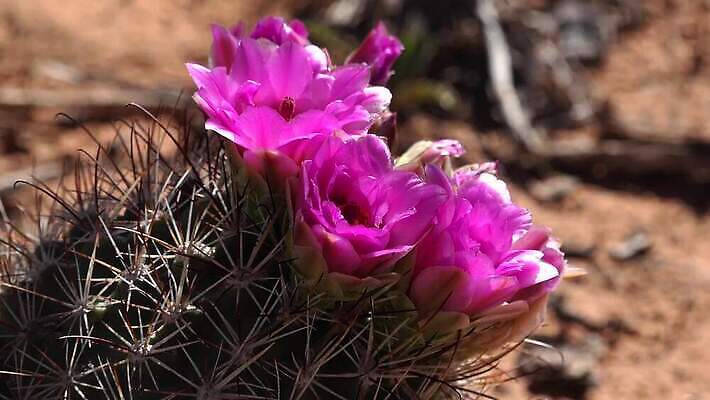 모양 식물 공원 꽃 분홍색 여행 백그라운드 꽃무늬 자연 하늘 산 선인장 건조 국립공원 풍경 사람없음 야외 빨간색 초록색 여름 햇빛 검은색 미국 사막 벚꽃 바위 흰색 부식 아치 사암 내추럴 전국 지질학 4K MP4 해외동영상 클립영상 계절 공공시설 교육 컬러 북아메리카 무늬 태양 돌_바위 생태계 동영상 파일형식
