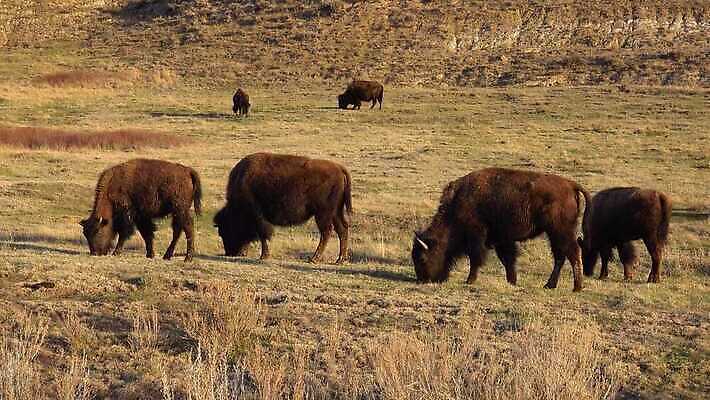 동물 공원 남자 야생동물 포유류 자연 털 사람없음 여름 갈색 계곡 미국 군중 방목 들소 황소 짝짓기 와이오밍 전국 4K MP4 해외동영상 클립영상 계절 공공시설 컬러 북아메리카 사람 소 축산업 생태계 동영상 파일형식