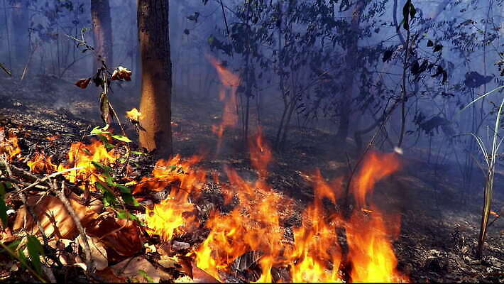 나무 태국 자연 불꽃 산 동양인 사람없음 야외 여름 환경 손상 죽음 뜨거움 황무지 연기 보호 야간 숲 위험 열대우림 캘리포니아 장면 온도 브라질 내추럴 생태학 아마존 재 재앙 화상 4K MOV 해외동영상 클립영상 자연요소 식물 계절 교육 아시아 컨셉 불 인종 미국 남아메리카 상처 생태계 동영상 파일형식