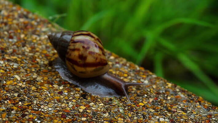 동물 야생동물 백그라운드 자연 연체동물 나선형 사람없음 야외 갈색 껍질 달팽이 느림 식용 끈적임 4K MOV 해외동영상 클립영상 컬러 무늬 무척추동물 생태계 동영상 파일형식