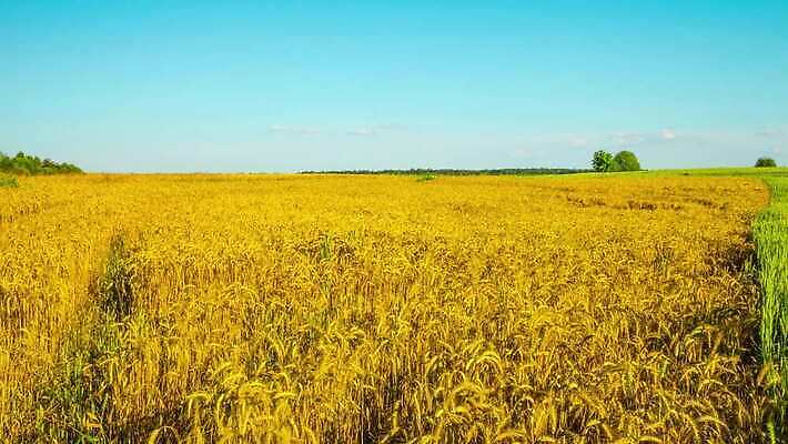 식물 계절 밭 농업 자연 하늘 옥수수 씨앗 사람없음 초록색 파란색 농작물 햇빛 태양 농장 노란색 환경 맑음 성장 시골 시간 황금 낟알 땅 밀 장면 내추럴 숙성 수평선 4K 타임랩스 MP4 해외동영상 클립영상 자연요소 산업 컬러 날씨 곡류 촬영기법 생태계 동영상 파일형식