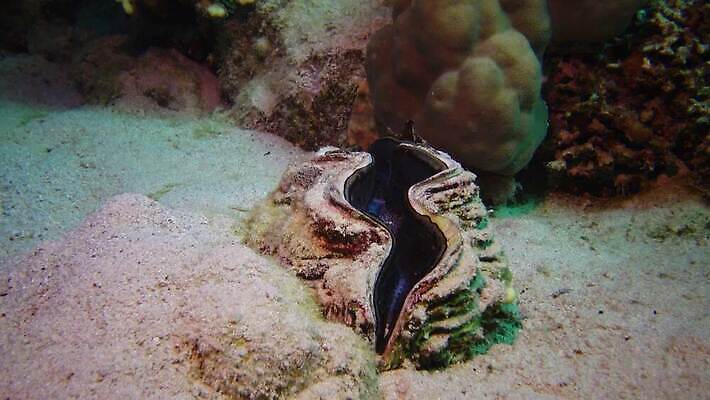 동물 야생동물 모래 바다 컬러 자연 조개 연체동물 이집트 어류 사람없음 빨간색 물 파란색 뷰티 환경 바닷속 수중 수영 껍질 산호 산호초 큼 다이빙 스쿠버다이빙 소금 암초 홍해 폴리네시아 거인 석호 깊이 4K MP4 해외동영상 클립영상 자연요소 아프리카 어패류 무척추동물 수중동물 수상스포츠 수중식물 오세아니아 자포동물 크기 생태계 동영상 수중스포츠 파일형식