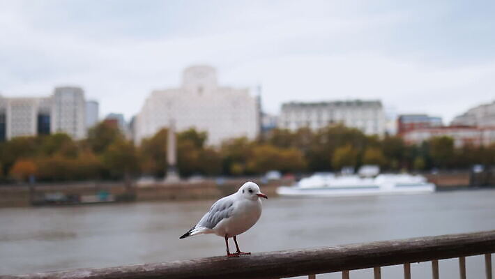 주간 나무 유럽 야생동물 모래 상징 여행 건축양식 난간 갈매기 조류 하늘 아침 파노라마 사람없음 건물 물 빛 강 도시풍경 햇빛 회색 도시 보트 런던 수로 포트 스카이라인 랜드마크 수도권 템스강 4K MOV 해외동영상 클립영상 자연요소 식물 동물 건축물 건축 나라 컬러 배_교통 영국 잉글랜드 촬영기법 풍경 태양 지역 동영상 파일형식