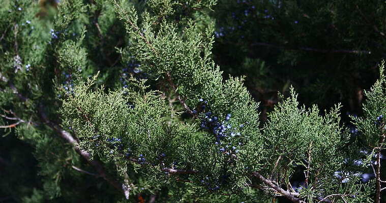 나무 열매 잎 자연 바람 사람없음 야외 초록색 파란색 나뭇가지 불기 삼나무 4K MOV 해외동영상 클립영상 자연요소 식물 컬러 모션 날씨 생태계 동영상 파일형식