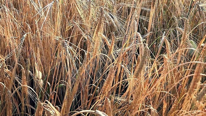 식물 산업 줄기 밭 농업 모션 자연 건강 옥수수 풍경 초원 사람없음 초록색 농작물 달리기 농장 농경지 식사 황혼 새벽 산책 수확 시골 닫기 낟알 땅 밀 묘사 귀 밀가루 스파이크 밀짚 밭일 호밀 1인칭시점 4K MP4 해외동영상 클립영상 자연요소 시선 컬러 휴식 곡류 신체부위 일몰 짚 가루 생태계 동영상 파일형식