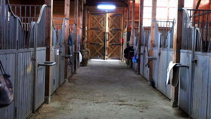 동물 응시 백그라운드 자연 실내 사람없음 야외 내부 목재 빛 농장 갈색 머리 문 목장 흰색 시골 시간 승마 승차 헛간 외양간 고립 4K 순혈 MOV 해외동영상 클립영상 나무 시선 스포츠 컬러 농업 재료 모션 신체부위 생태계 저장고 동영상 파일형식