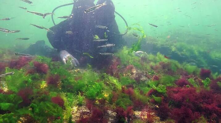 식물 바다 자연 풍경 사람없음 초록색 환경 바닷속 수중 해조류 생태계 생물학 광합성 산화 생태학 소금물 수중영상 MP4 해외동영상 클립영상 교육 컬러 해양식물 동영상 파일형식
