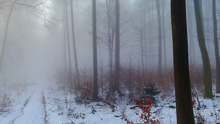 겨울 자연 독일 풍경 사람없음 야외 평화 숲 패닝샷 결석 4K MOV 해외동영상 클립영상 계절 유럽 컨셉 촬영기법 생태계 동영상 파일형식