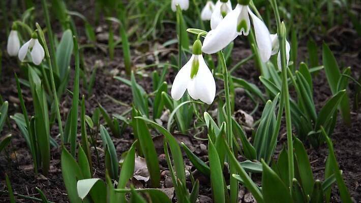 식물 꽃 백그라운드 잎 겨울 자연 사람없음 초록색 뷰티 정원 봄 벚꽃 흰색 신선 내추럴 스노드롭 헌병 4K MP4 해외동영상 클립영상 계절 컬러 군인 생태계 동영상 파일형식