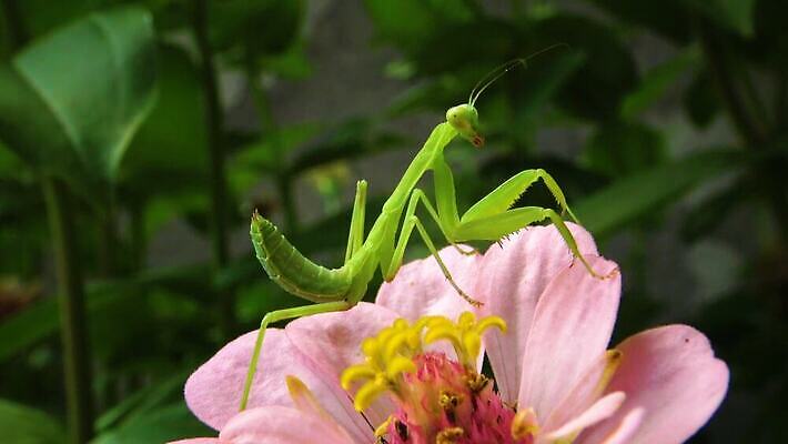 동물 여자 야생동물 곤충 잎 절지류 자연 무척추동물 안테나 사람없음 초록색 흰색 기도 육식동물 포식 4K MP4 해외동영상 클립영상 식물 컬러 통신 사람 생태계 동영상 파일형식