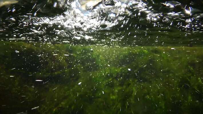 식물 호수 바다 컬러 백그라운드 잎 자연 사람없음 초록색 물 강 환경 수중 젖음 잡초 개울 해조류 아래 질감 내추럴 광합성 산화 4K MP4 해외동영상 클립영상 자연요소 해양식물 방향 생태계 위치 동영상 파일형식