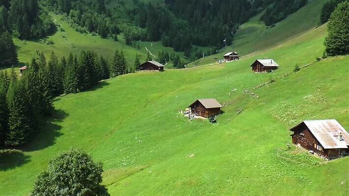 나무 자연 산 사람없음 초록색 마을 계곡 소나무 스위스 알프스 타운 베른 MP4 해외동영상 클립영상 식물 유럽 컬러 도시 생태계 동영상 파일형식