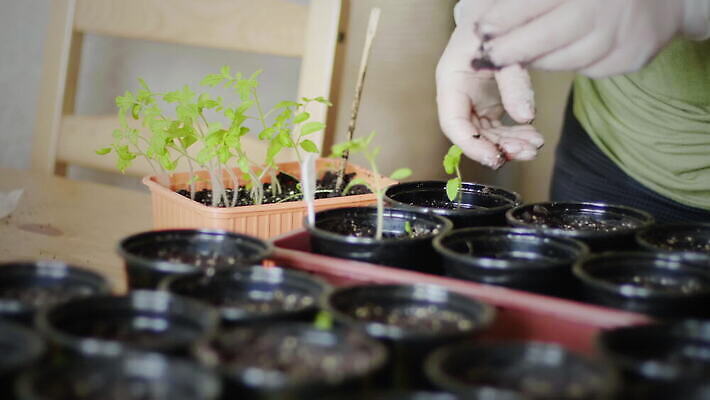식물 손 계절 여자 꽃 농업 탁자 주택 실내 씨앗 사람 성인 새싹 흙 봄 성장 잡기 냄비 플라스틱 뿌리기 허브 에코 유기농 원예 바쁨 팔 모종 바이오 밭일 심기 온실 원예사 파종 4K MOV 해외동영상 클립영상 직업 웰빙 산업 가구 모션 재질 취미 내부 건물 신체부위 환경 농사 솥 동영상 파일형식