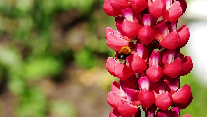 식물 동물 꽃 곤충 백그라운드 꽃무늬 자연 사람없음 초록색 뷰티 보라색 봄 벚꽃 개화 수분 제비꽃 꽃가루 꿀 내추럴 호박벌 MOV 해외동영상 클립영상 계절 컬러 무늬 벌_곤충 가루 생태계 동영상 파일형식