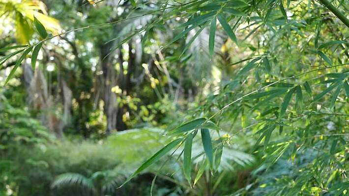 식물 백그라운드 단풍 잎 손바닥 그림자 사람없음 초록색 뷰티 어둠 활발 신선 황무지 티켓 분위기 숲 그늘 열대우림 순수 환경보전 에코 생태계 상록수 내추럴 강렬 광합성 깊이 삼림지대 아마존 양치류 이국적 파라다이스 카피스페이스 그리너리 4K MP4 해외동영상 클립영상 손 컬러 컨셉 환경 공백 사회이슈 동영상 파일형식 트랜드컬러