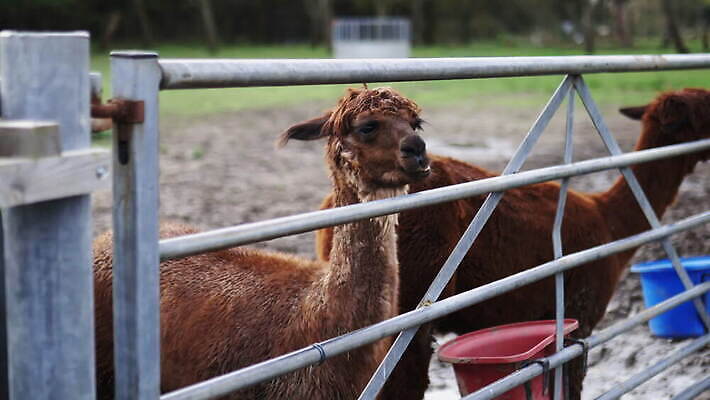동물 외관 응시 야생동물 백그라운드 밭 농업 포유류 자연 영국 잉글랜드 사람없음 야외 목재 울타리 농장 갈색 머리 환경 금속 시골 먼지 진흙 양모 밭일 알파카 목가 배선 4K MOV 해외동영상 클립영상 나무 시선 유럽 산업 컬러 재료 재질 신체부위 담장 한자 직물 생태계 동영상 파일형식