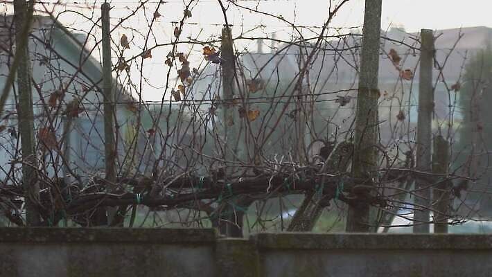 식물 계절 유럽 선 백그라운드 겨울 농업 곡선 자연 포도 산 사람없음 농작물 와인 이탈리아 추위 성장 시골 주름 포도밭 포도나무 동영상 남쪽 내추럴 밭일 벌거벗은 양조장 조지아 평야 수평선 모라비아 4K MOV 해외동영상 클립영상 나라 산업 밭 과일 주류 과일나무 방향 생태계 체코 동유럽 파일형식