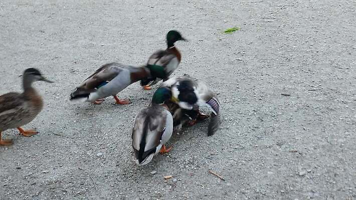 동물 여자 남자 야생동물 날개 자연 조류 오리 사람없음 야외 초록색 갈색 머리 환경 수영 봄 깃털 물새 짝짓기 암탉 4K MOV 해외동영상 클립영상 계절 컬러 사람 신체부위 수상스포츠 닭 암컷 생태계 동영상 파일형식