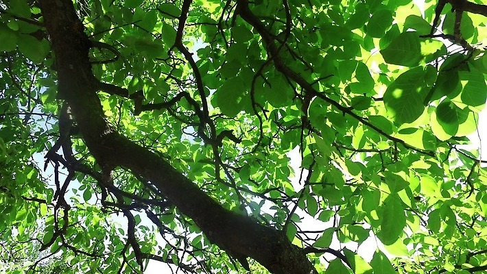 나무 계절 백그라운드 잎 모션 자연 하늘 아침 사람없음 야외 초록색 파란색 빛 햇빛 태양 우주 환경 맑음 광선 나뭇가지 기중기 생태계 문학 반대 7월 로스앤젤레스 베르데 생태학 4K MP4 해외동영상 클립영상 주간 자연요소 식물 교육 컬러 날씨 미국 날짜 중장비 동영상 파일형식