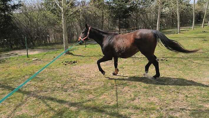 동물 통신 가족 날씨 협력 휴식 그림자 사람없음 일상 농장 봄 듣기 승마 카우보이 균형 스마트 기회 무릎 노즐 방목장 총구 화창 4K MP4 해외동영상 클립영상 계절 스포츠 컨셉 농업 관계 모션 라이프 신체부위 동영상 파일형식