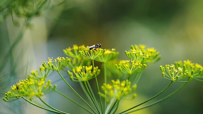 식물 동물 시선 꽃 야생동물 곤충 백그라운드 절지류 자연 휴식 사람없음 야외 초록색 노란색 정원 검은색 손목시계 내추럴 딜 회향 MOV 해외동영상 클립영상 시계 컬러 컨셉 장신구 생태계 동영상 파일형식