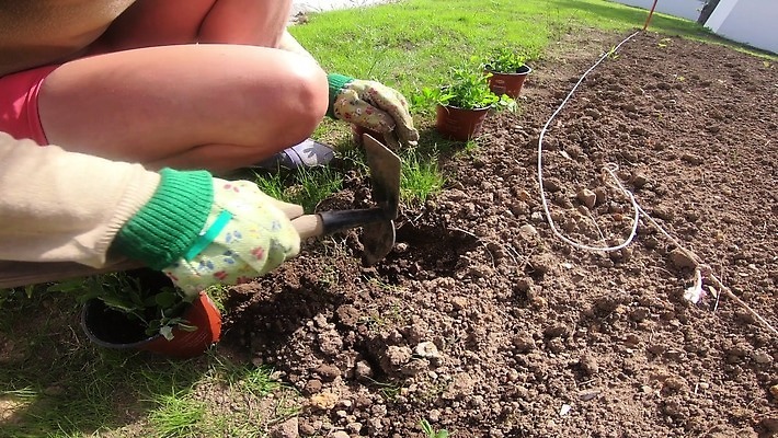 식물 손 여자 꽃 화분 지구 잎 농업 자연 취미 초록색 정원 흙 봄 성장 꽃집 원예 먼지 내추럴 돌봄 땅바닥 모종 생태학 심기 원예사 그리너리 4K MP4 해외동영상 클립영상 직업 계절 교육 산업 컬러 모션 바닥 사람 신체부위 상점 생태계 동영상 파일형식 트랜드컬러