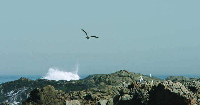 동물 야생동물 바다 아프리카 자연 조류 하늘 풍경 사람없음 야외 물 전원 물새 남아프리카 케이프타운 스플래쉬 수평선 4K MOV 해외동영상 슬로모션 클립영상 자연요소 나라 촬영기법 전기에너지 생태계 동영상 남아프리카공화국 파일형식