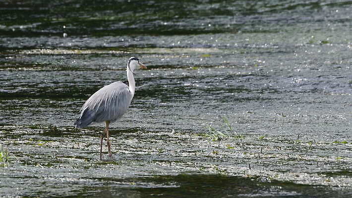동물 응시 야생동물 자연 조류 낚시 한국 어류 서기 사람없음 야외 초록색 물 파란색 강 환경 식사 회색 흐름 흰색 관찰 잡기 닫기 큼 먹이 먹기 왜가리 깃털 사냥 부리 육식동물 암초 목 동물상 4K MOV 해외동영상 클립영상 자연요소 시선 아시아 컬러 컨셉 모션 레저 신체부위 조형물 수중동물 크기 생태계 동영상 파일형식