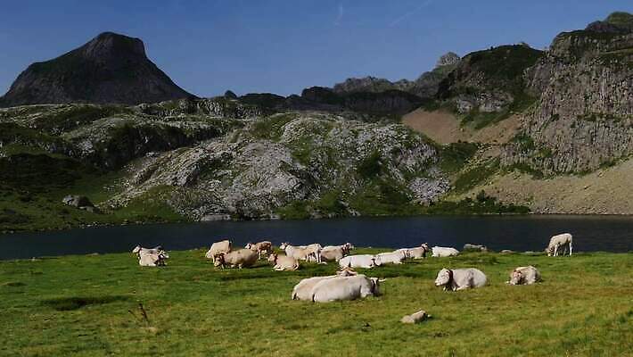 동물 유럽 호수 밭 농업 포유류 자연 산 풍경 초원 사람없음 야외 초록색 여름 농장 농경지 계곡 가축 소고기 우유 흰색 시골 소 군중 방목 먹기 고도 언덕 알프스 내추럴 밭일 찰과상 4K MP4 해외동영상 클립영상 계절 나라 산업 컬러 모션 유제품 육류 사람 축산업 상처 생태계 동영상 파일형식