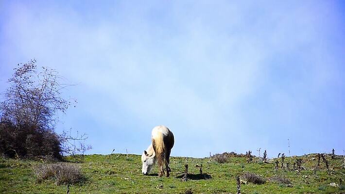 동물 꽃 밭 농업 포유류 자연 사람없음 초록색 파란색 농장 갈색 목장 시골 군중 방목 갈기 망아지 동물상 밭일 찰과상 수평선 MOV 해외동영상 클립영상 식물 산업 새끼 컬러 사람 조형물 말_동물 축산업 상처 생태계 동영상 파일형식