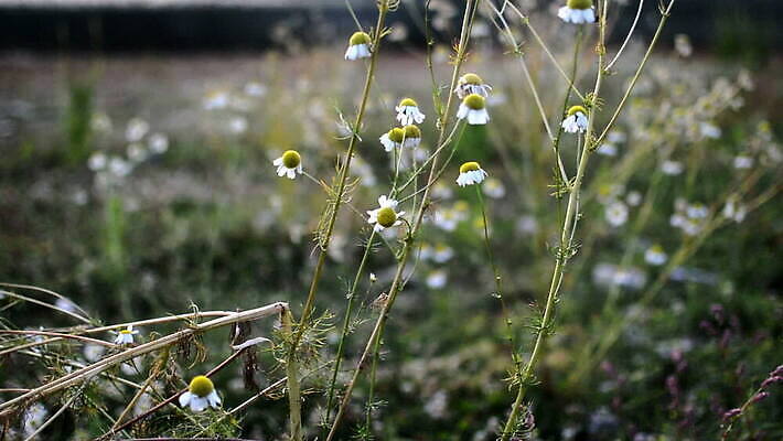 식물 계절 꽃 컬러 꽃무늬 밭 자연 하늘 사람없음 야외 초록색 파란색 컬러풀 햇빛 태양 농장 노란색 정원 봄 벚꽃 흰색 시골 신선 뜨거움 데이지 수레국화 캐모마일 수평선 MOV 해외동영상 클립영상 자연요소 무늬 농업 허브 생태계 동영상 파일형식