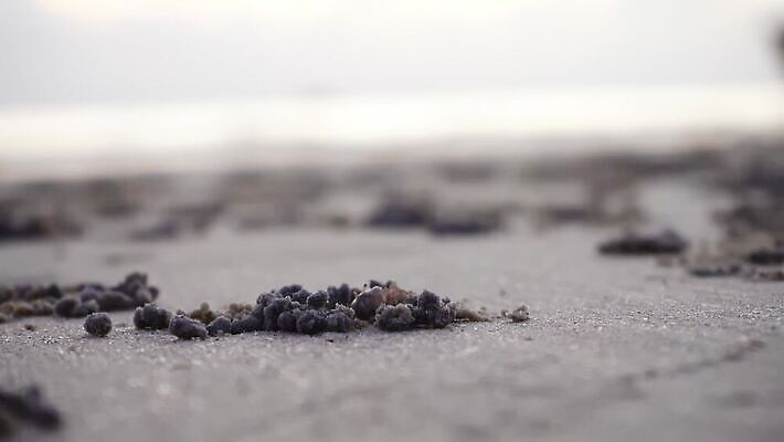 동물 디자인 아시아 야생동물 모래 바다 섬 여행 백그라운드 패턴 공 태국 자연 조류 표면 생물 갑각류 사람없음 야외 물 모래사장 갈색 환경 젖음 게 구멍 유령 작음 낟알 썰물 질감 진흙 서식지 내추럴 땅바닥 생태학 집게발 4K MOV 해외동영상 클립영상 자연요소 교육 나라 컬러 무늬 바닥 크기 생태계 동영상 파일형식