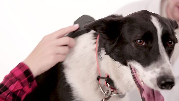 동물 여자 행복 새끼 백그라운드 거실 포유류 실내 두명 반려동물 우정 붓 개 강아지 몸단장 송곳니 카피스페이스 순혈 MP4 해외동영상 클립영상 감정 사람 내부 친구 공백 치아 동영상 파일형식