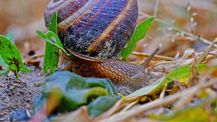 식물 동물 계절 유럽 야생동물 컬러 백그라운드 잎 밭 가족 자연 생물 연체동물 안테나 나선형 요리 사람없음 야외 초록색 환경 정원 봄 젖음 껍질 큼 속도 덮기 느림 내추럴 민달팽이 식용 끈적임 4K MOV 해외동영상 클립영상 나라 무늬 농업 통신 관계 모션 무척추동물 크기 생태계 동영상 파일형식 달팽이_동물