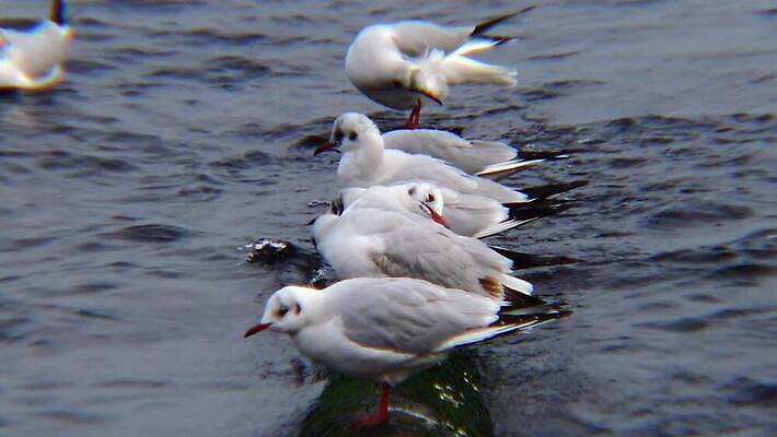 동물 호수 야생동물 바다 백그라운드 겨울 날개 자연 갈매기 조류 오리 사람없음 초록색 물 농장 머리 흰색 연못 깃털 부리 물새 청둥오리 고립 달리기선수 청어 4K MP4 해외동영상 클립영상 자연요소 계절 컬러 농업 어류 신체부위 생태계 육상선수 동영상 파일형식
