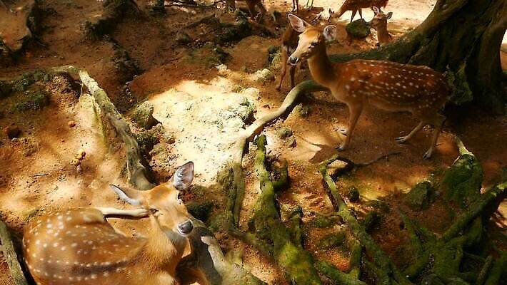 동물 공원 여자 남자 아시아 야생동물 밭 포유류 자연 초식동물 털 뿔 사람없음 야외 태양 침묵 봄 흰색 아기 점 숲 귀 뿌리 서식지 내추럴 동물상 아기사슴 암사슴 전국 MOV 해외동영상 클립영상 자연요소 계절 공공시설 나라 새끼 컬러 농업 사슴 사람 신체부위 조형물 소리 암컷 생태계 동영상 파일형식