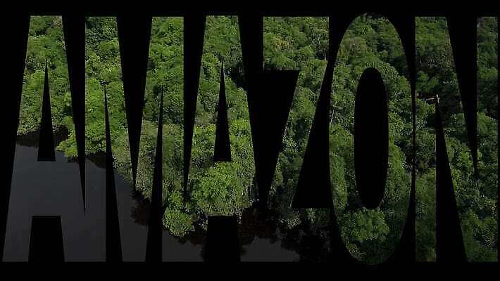 나무 식물 동물 공원 호수 야생동물 여행 백그라운드 컨셉 텍스트 자연 조류 하늘 사람없음 야외 초록색 물 강 컬러풀 약 노란색 환경 미국 남아메리카 숲 열대우림 앵무새 브라질 내추럴 동물상 생태학 아마존 이국적 페루 브라질사람 4K MOV 해외동영상 클립영상 자연요소 공공시설 교육 컬러 북아메리카 의학 아메리카 조형물 생태계 동영상 파일형식