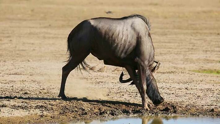 동물 응시 야생동물 포유류 모션 아프리카 자연 놀이 초식동물 뿔 사람없음 야외 환경 기쁨 사막 황무지 보호 사파리 클립 진흙 동영상 남아프리카 생태학 칼라하리 HD MOV 해외동영상 클립영상 시선 교육 감정 나라 컨셉 생태계 파일형식