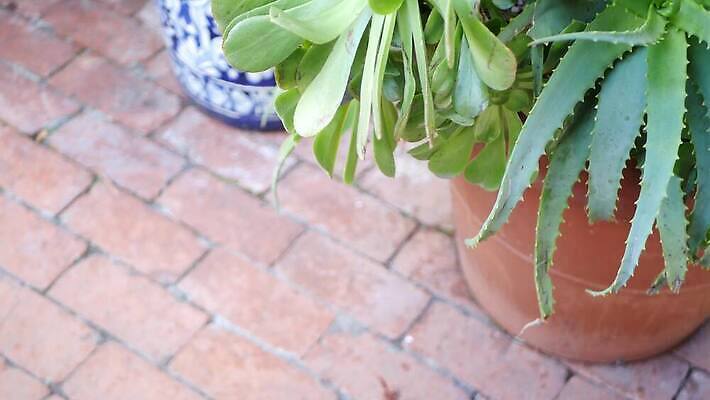 식물 화분 화초 백그라운드 사람없음 장식 초록색 컬러풀 정원 미국 활발 사막 성장 신선 도자기 냄비 캘리포니아 점토 상록수 내추럴 강렬 다육식물 카피스페이스 그리너리 세련 4K 건조기후 MP4 해외동영상 클립영상 컬러 컨셉 북아메리카 공백 솥 동영상 파일형식 트랜드컬러