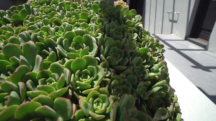 식물 백그라운드 잎 자연 선인장 사람없음 장식 초록색 뷰티 장미 정원 신선 질감 아일랜드 내추럴 다육식물 아열대 4K MP4 해외동영상 클립영상 꽃 유럽 컬러 생태계 동영상 파일형식